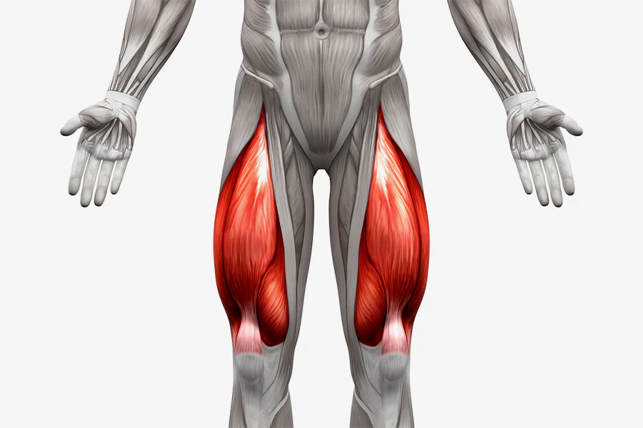 spieren quadriceps anatomie