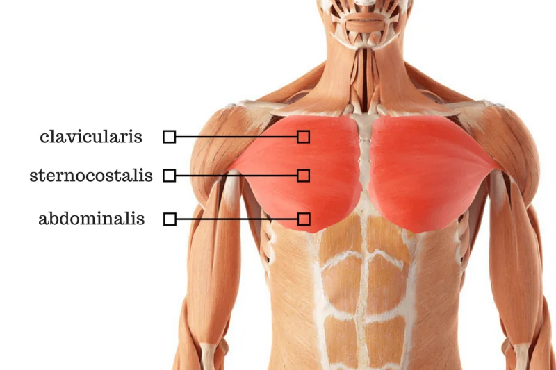 Anatomie borstspieren Anatomie borstspieren