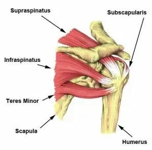 Anatomie schouders