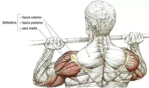 anatomie front press