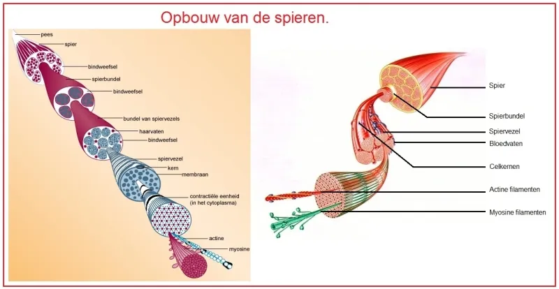 myosine filamenten