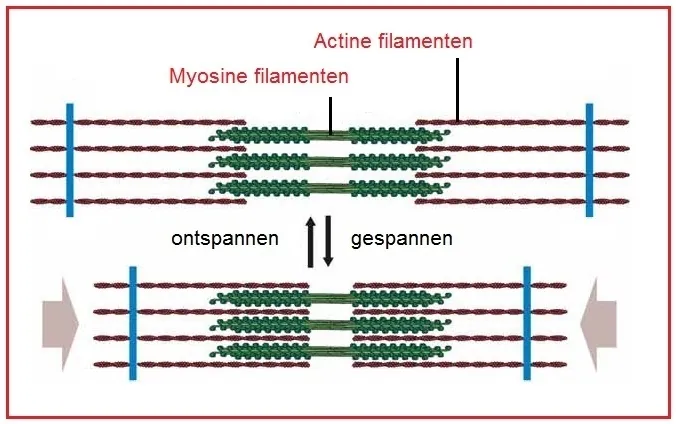 myosine filamenten